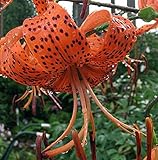 Splendens Orange Tiger Lily - 2 Bulbs 14/16 cm