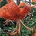 Splendens Orange Tiger Lily - 2 Bulbs 14/16 cm