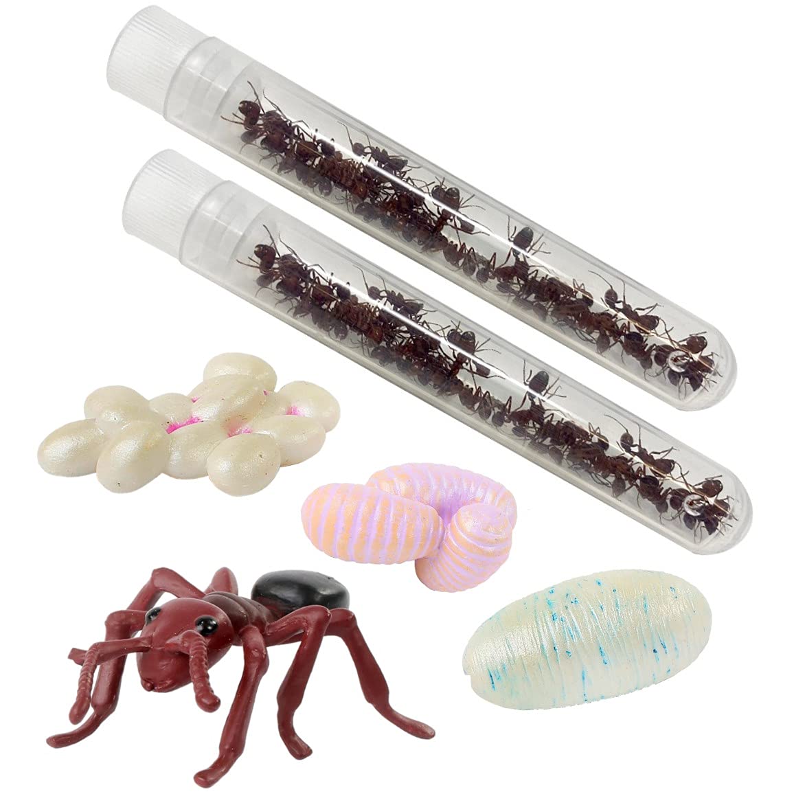 Insect Lore - 50 Live Native Western Harvester Ants - Ant Life Cycle Stages Figurines Included - Ant Habitat Refill