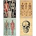 Human Body Vintage Style Biology Poster Set of 4 Decorative 20 x 28