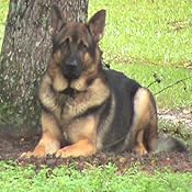 extend joint care for dogs amazon