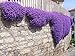 250 Aubrieta Seeds - Cascade Purple Flower Seeds, Perennial, Deer Resistant ! primary
