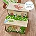 Fantasy Fields - Dinosaur Kingdom Thematic Kids Wooden Step Stool with Storage | Imagination Inspiring Hand Crafted & Hand Painted Details   Non-Toxic, Lead Free Water-based Paint