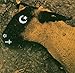Animositisomina