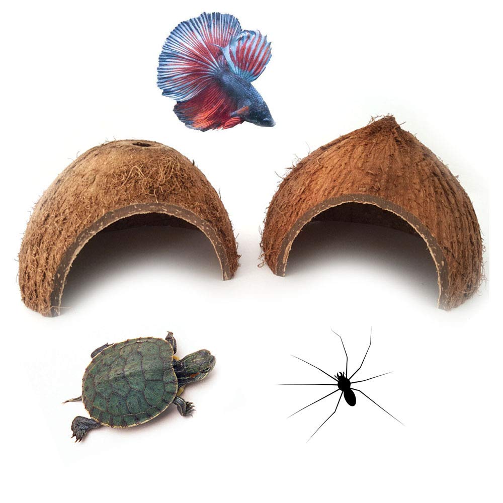 hermit crab and betta fish