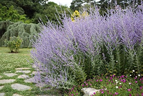 Perovskia 'Taiga' Seeds, Russian Sage - Perennial, Statement Plant