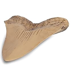 Fossilized Teeth and Claws of Various Prehistoric
