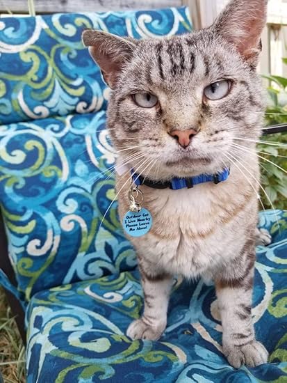 outdoor cat tag