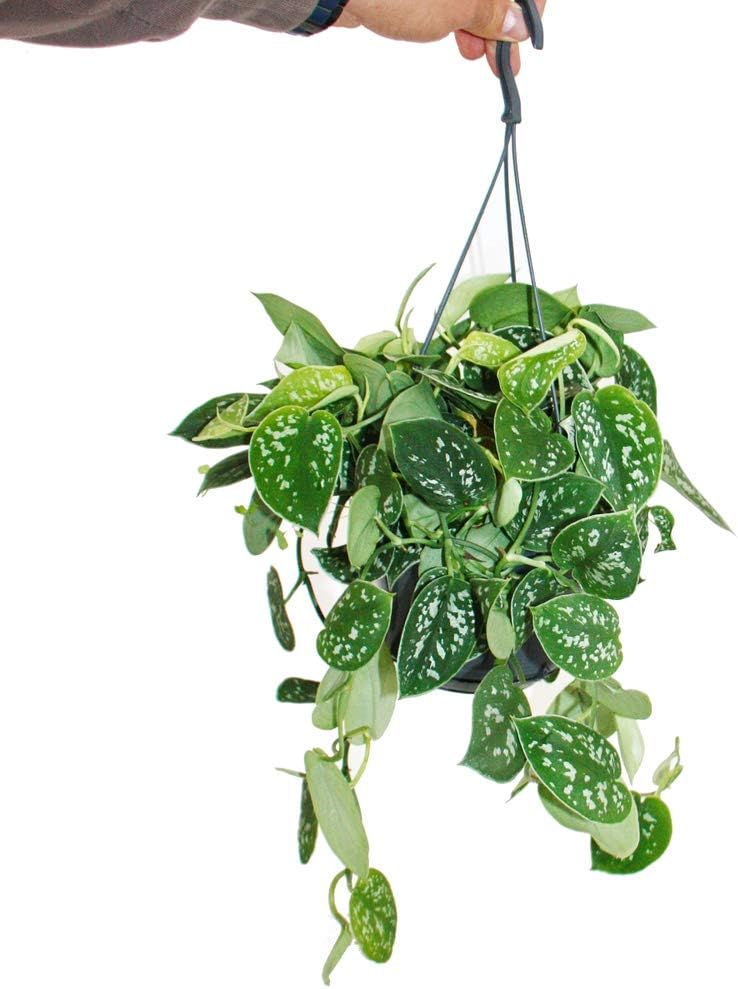 Exotenherz Zimmer-Efeu Hedera – Pflegeleichte Rankpflanze Im 9cm Topf, Ca. 12cm Hoch