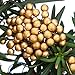 BBTO Artificial Holly Berries on Wire Stems, 250 Stems with 500 Pieces 8 mm Fake Berries for Tree Decorations Wreath Craft Use Wedding Party Favor (Gold)