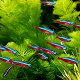 Cardinal Tetra Live Fish (8 Fish Pack) - Live Fish