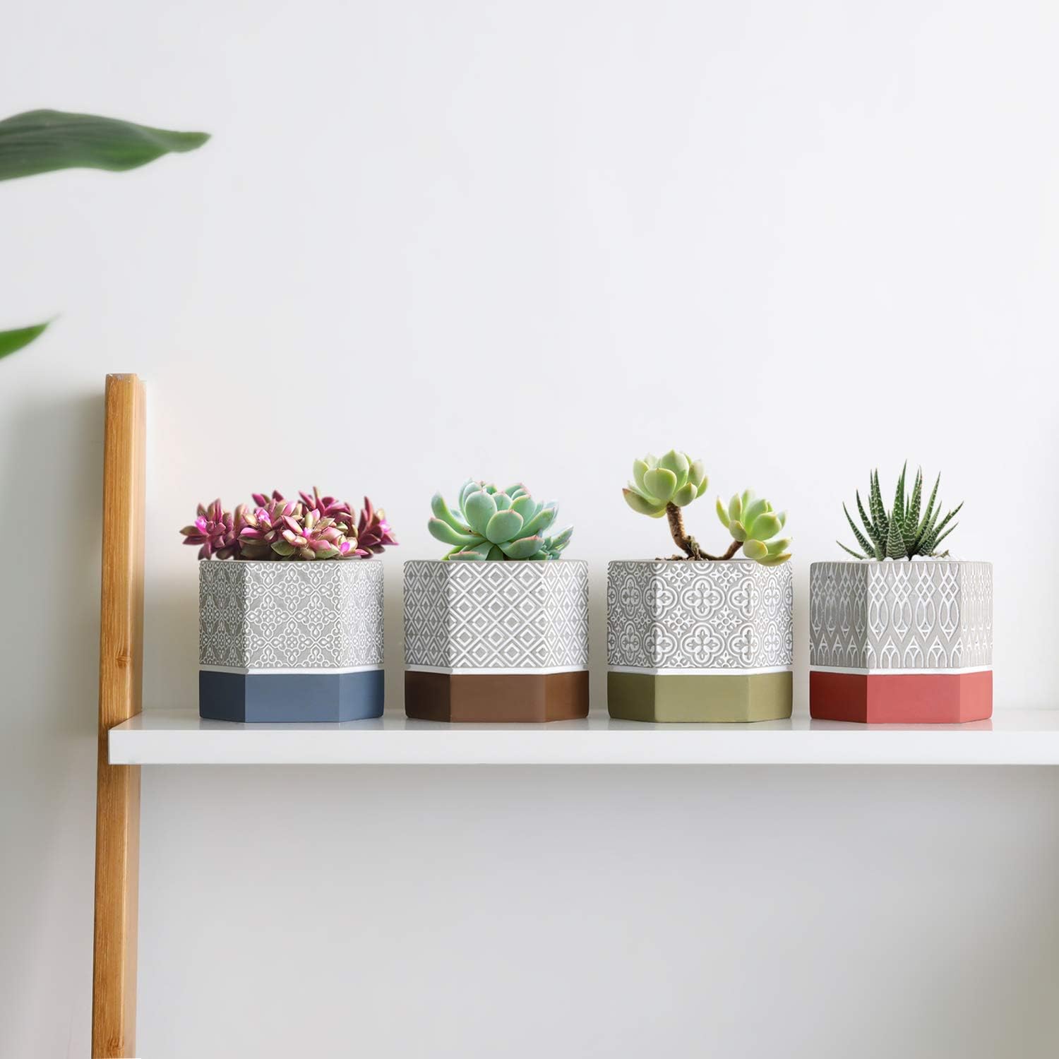 suculento plantas casa