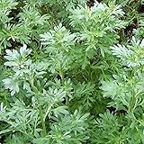 David's Garden Seeds Herb Wormwood Absinthe 4423