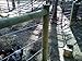 Bayco Finish Line Durable Horse Fence 2000 Foot Roll
