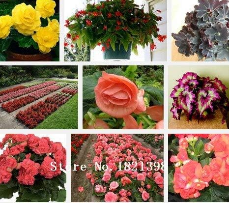 Amazon 多色 ベゴニアの種フラワーシード 100種類 1パックあたり5個の粒子 花