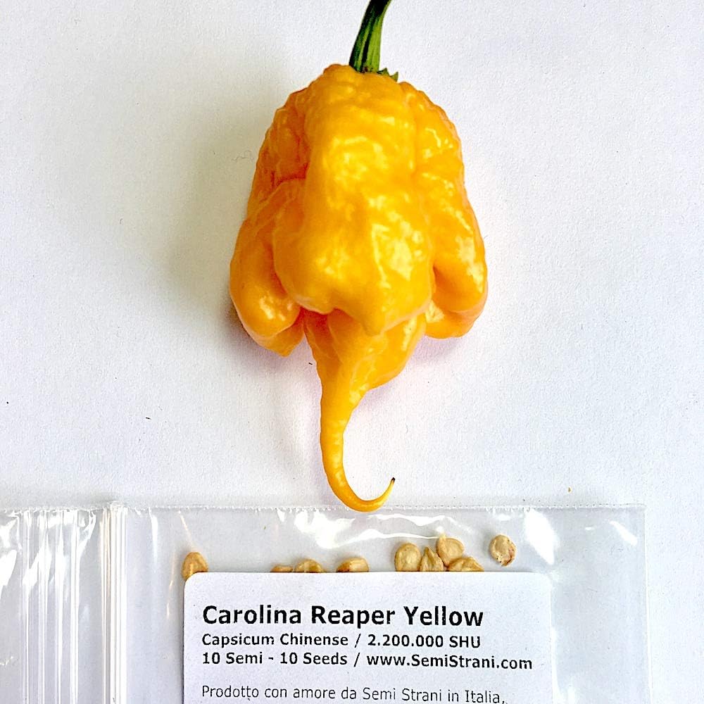 10 Pure Seeds Of Carolina Reaper Yellow, Very Rare Yellow Variant Of The Worlds Hottest Chili Pepper, Made In Italy 100%