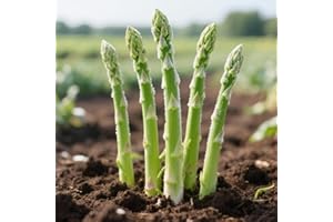 Asparagus Roots – 10-Pack Green Asparagus Crowns for Edible Garden, Fast-Growing Vegetable Plants for Home, Balcony & Office 