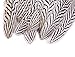 Sowder 10pcs Silver Pheasant Plumage Feathers 7-10 Inches Home Wedding Decoration