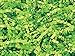 1/2 LB Crinkle Cut Paper Shred – Lime Green