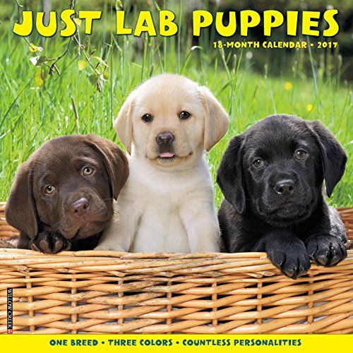 Just Lab Puppies 2017 Wall Calendar (Dog Breed Calendars)