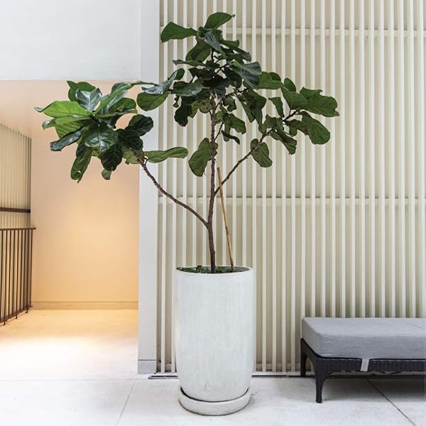 CUTE FARMS INDOOR FIDDLE LEAF FICUS LYRATA & FIG TREE FERTILIZER | GENTLE PLANT FOOD CONCENTRATE 3-1-2 FOR HEALTHY LEAVES & ROOTS (TWO – 8 OZ. BOTTLES)