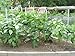 Tomato Ring - Tomato Cage - Plant support/Tomato support - 6 Pack