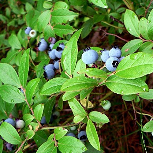 150 European Blueberry Seeds Bilberry Low Bush Rare