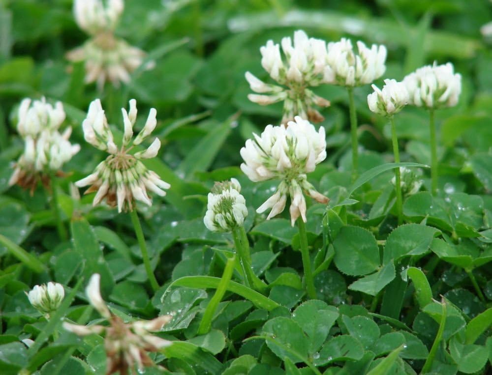 CSNCH Ladino White Winter Clover Cover Crop Green Manure Bee Forage Seeds