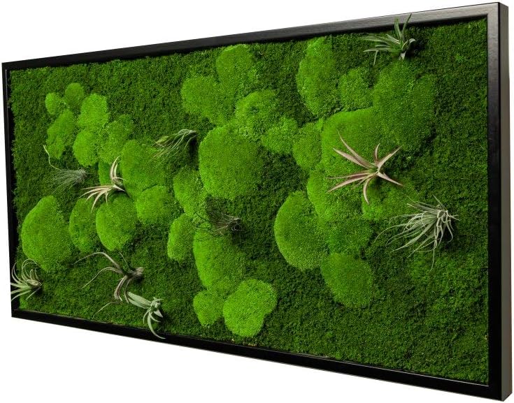 Pflanzenbild kaufen Moosbild mit lebenden Pflanzen Wandbild Moos