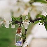 Udewo 10 Mini Glass Bottles With Cork Lids - 10ML Empty Spell Jars view 6