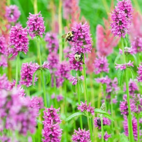 Amazon Com Outsidepride Stachys Officinalis Wood Betony Herb Plant Seed 500 Seeds Garden Outdoor