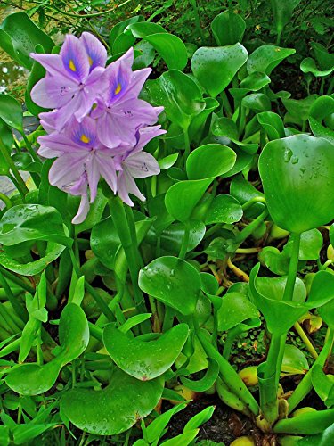 Water Hyacinth - Lot of 4 Live Floating Water Plants for your Pond, Water Garden, or Aquarium | Provides much needed shade and shelter for your pond and fish | Natural Biofilters