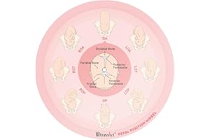 Ultrassist Midwife Fetal Position Tool - Large Size 6.5", Fetal Position Wheel for Midwives, Doula and Obstetricians Gifts, Childbirth Education Tool for Medical & Nursing Students
