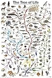 Evolution The Tree of Life Novelty Biology Science Chart Education Print Poster 24x36