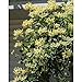 Scentsation Honeysuckle - Proven Winner - Lonicera - Very Fragrant - 4