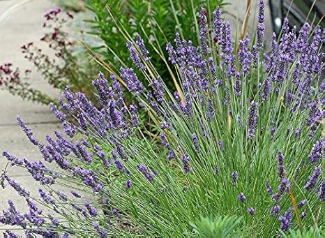 Amazon 種子 9cmのポットに グロッソ3 ラベンダーのコレクション アートフレーム ポスター オンライン通販