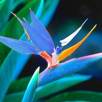 Aimado Seeds Garden 20 Oiseau Du Paradis Graines Rarenote