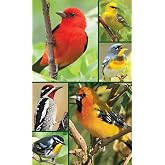 Springbok Songbirds Bridge Tally Sheets Bridge Playing Cards Accessory