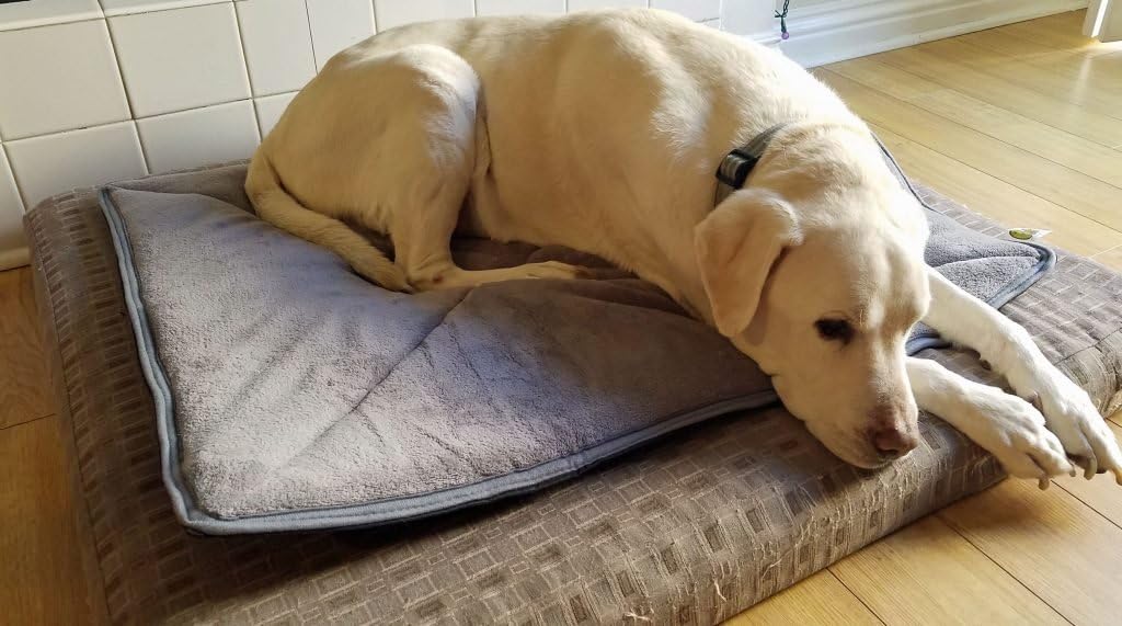 Pet Magasin Thermal Self-Heated Bed for Cat, Pack of 2, Large : Pet Supplies