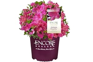 Encore Azalea Autumn Royalty (1 Gallon) Azalea of The Year Purple Flowering Shrub - Full Sun Live Outdoor Rhododendron Plants