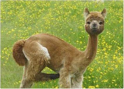 Amazon.com: Custom Jigsaw Puzzle for Adults 300 Pieces Personalized