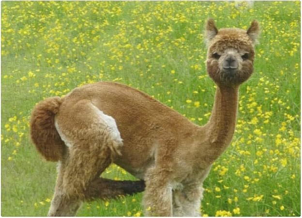 Amazon.com: Custom Jigsaw Puzzle for Adults 300 Pieces Personalized