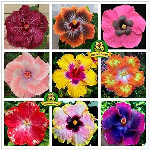 good01 200Pcs Hibiscus Coralline Flower Seeds | Decorative DIY Bonsai Plant Easy to Grow at Home Garden Yard Hibiscus Coralline Seeds