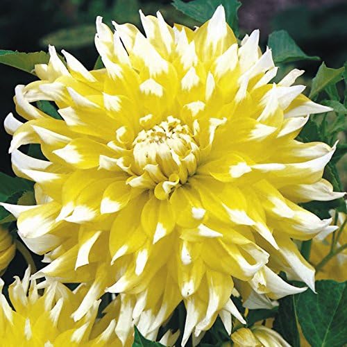 3 Dahlia DinnerPlate Grand Prix, Dinner Plate Dahlia