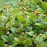 Toothache plant (Spilanthes acmella) 75 Rare Organic Medicinal Herb Seeds in a Glass Vial 'Seed Capsules' with Silica Beads and Organic Cotton for Moisture Control and Excellent Long Term Storage