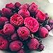 HOO PRODUCTS - Bonsai Rare Chinese Peony Seeds Planting Of Greenery And Flowers Terrace Courtyard Garden Paeonia Suffruticosa Seeds 10 Pcs New Arrival !