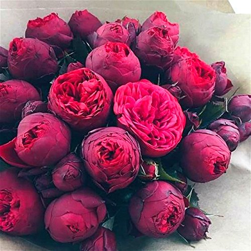 HOO PRODUCTS - Bonsai Rare Chinese Peony Seeds Planting Of Greenery And Flowers Terrace Courtyard Garden Paeonia Suffruticosa Seeds 10 Pcs New Arrival !