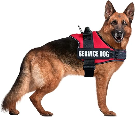 service dog in training harness
