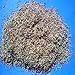 Blackworms, Loose Freeze Dried California Blackworms... 10gram