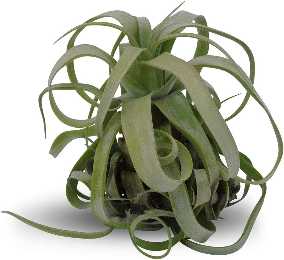 Large Air Plants Tillandsia Streptophylla Guatemala Garden & Outdoor
